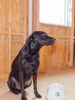Have you met Mable?

Mable, our Chief Canine Officer, technically belongs to our fearless leader Earl. Of course, if you see her around the team, it quickly becomes clear that she’s the one in charge. 

All it takes is a few scratches behind her ears or on her belly to get on her good side and sweeten the deal!
-
-
-
#onpointcustomhomes #homerenovations #homebuidler #luxuryhome #houstonhomes